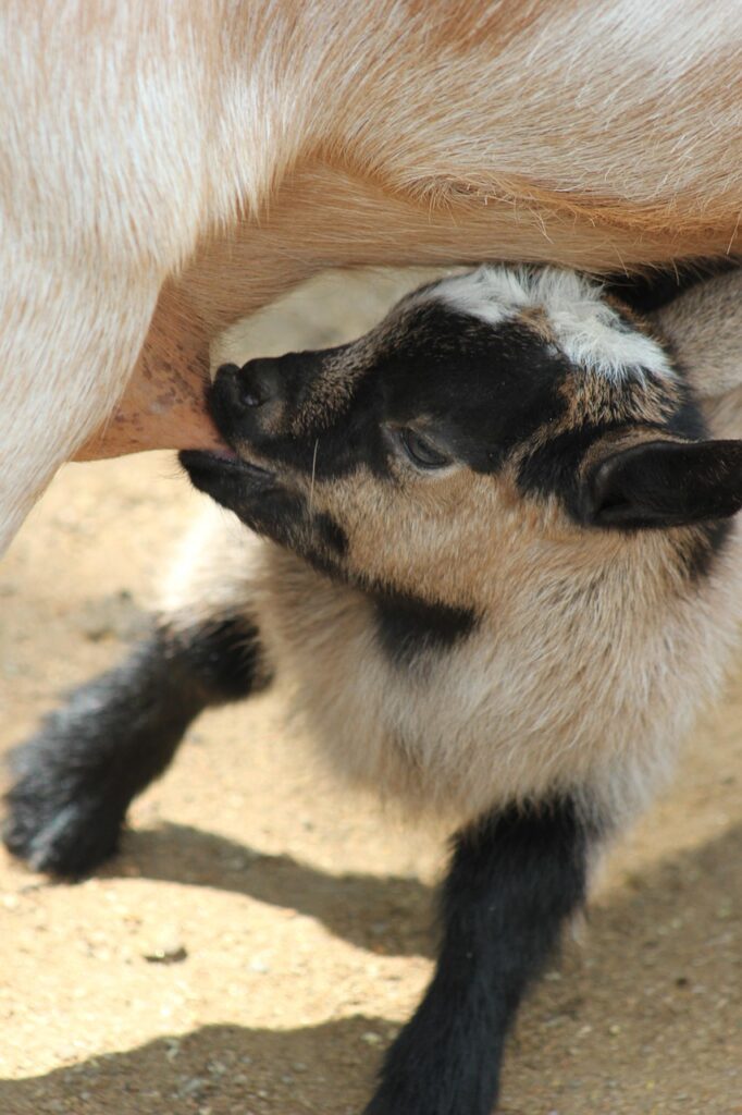 育児グッズに必要なものリストは何ですか？